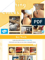 t-sc-1645195705-ks1-virtual-hatching-chicks-photos-and-video-powerpoint_ver_2