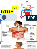 The Digestive System