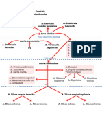 Cardio IV Esquema Arterias