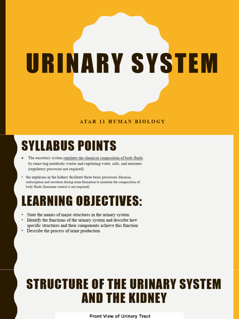 Urinary System Pdf Kidney Urinary System