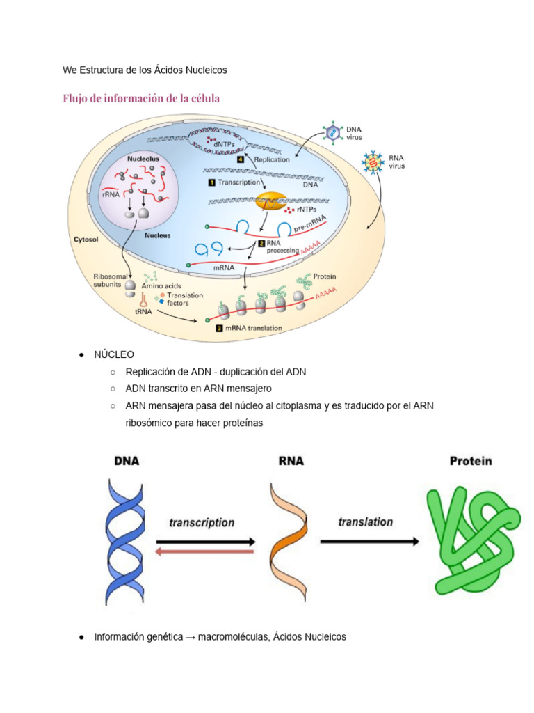 Clase 2 - Replicacion Del ADN | PDF | Replicación De Adn | Ácidos nucleicos