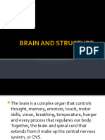 Brain and Structute