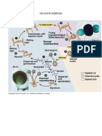 Life Cycle of Zygomycota