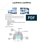 Anatomía y Técnica A Anestésica