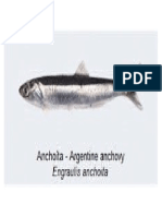 Anchoita