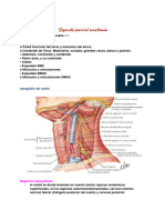 2do Parcial Anatomia