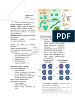 Resumen Clase 2 Bacterias