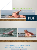 Exposicion Delfin Rosado en El Peru
