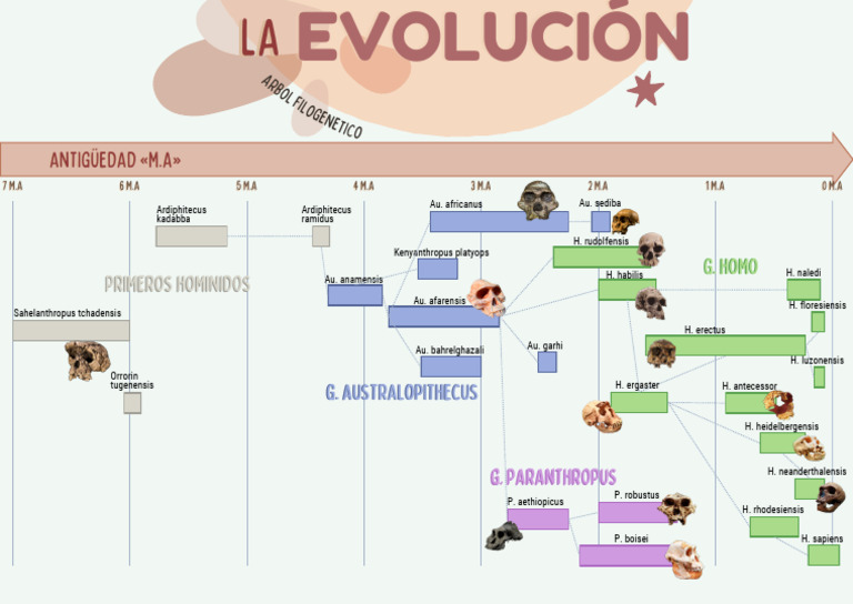 Arbol Filogenético de La Evolución | Descargar gratis PDF | Paleolítico ...