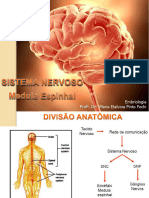 Sistema Nervoso - Medula Espinhal