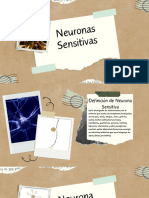 Tarea de Naturales Tipos de Neuronas