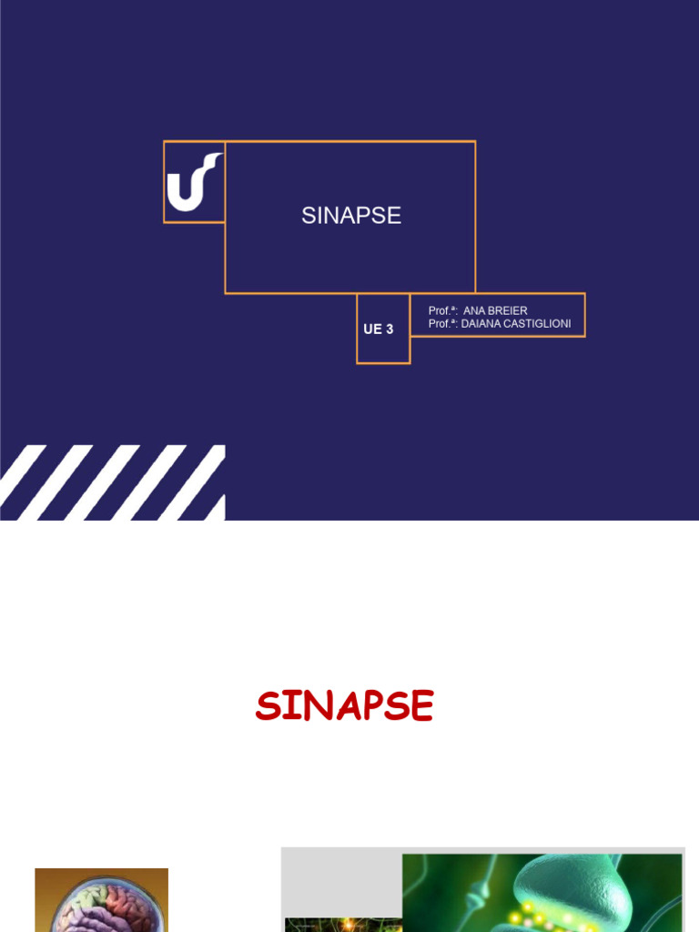 Tipos e Funções das Sinapses Neurais | PDF | Sinapse | Potencial pós ...
