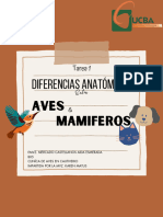 Tarea 1(Diferencias Anatómicas Entre Aves y Mamíferos) Mercado Castellanos Aida Esmeralda B05