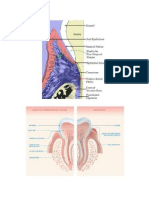 The Gingival Fibers