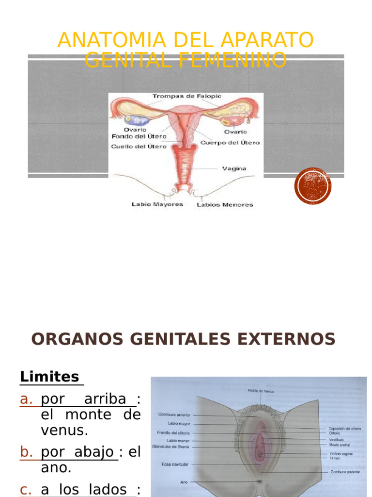 Anatomia 2022 | Descargar gratis PDF | Vagina | Útero