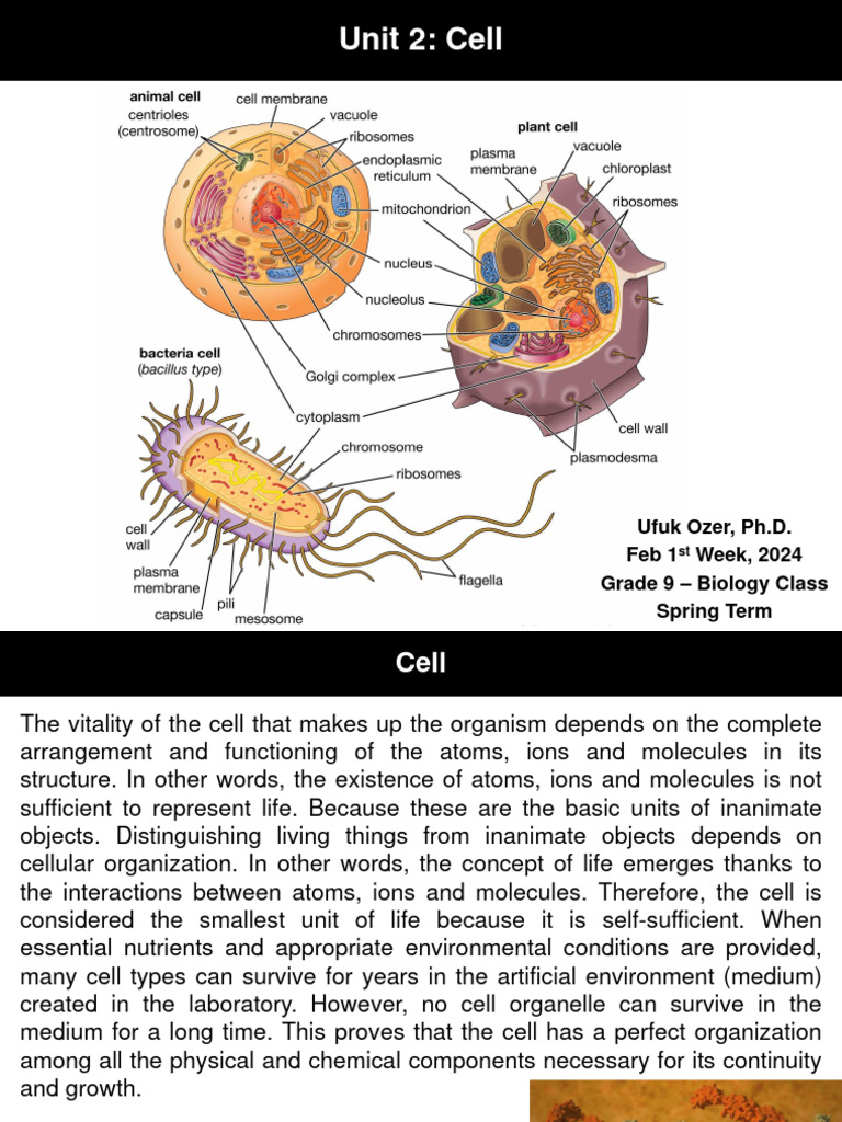 Cell and Organelles | PDF | Cell (Biology) | Endoplasmic Reticulum