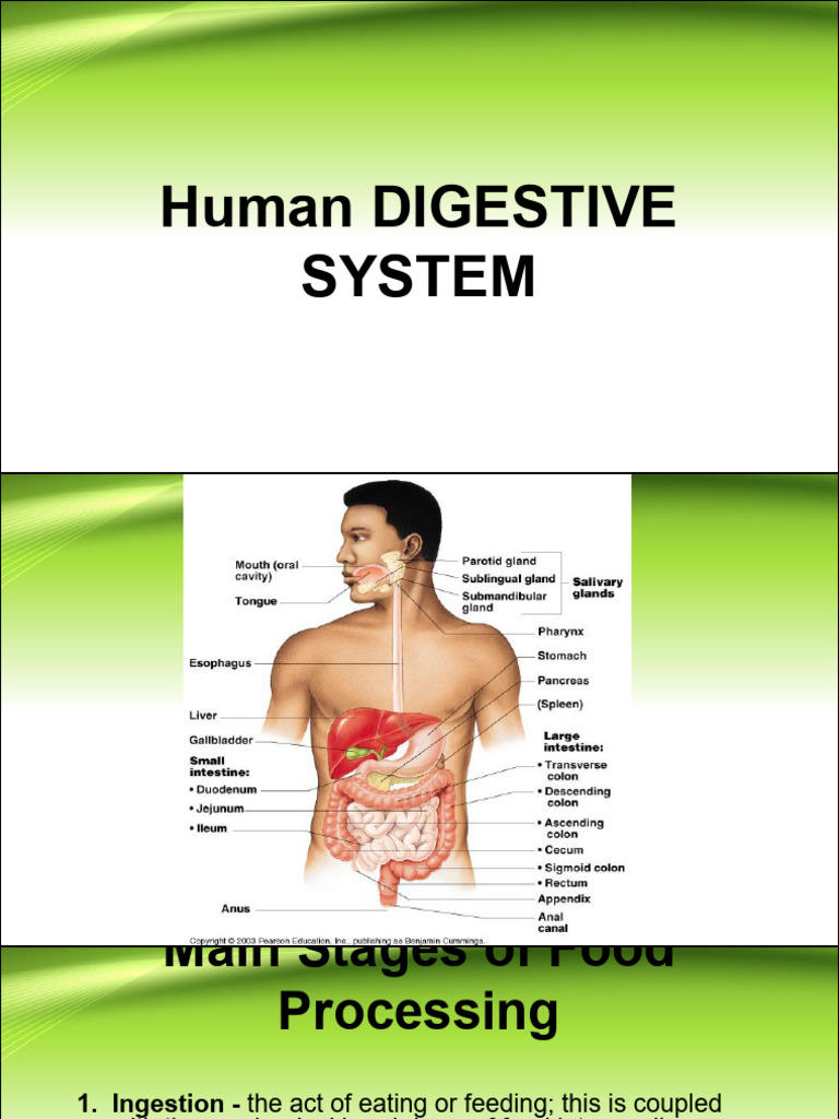 Human Digestive System Overview | PDF | Digestion | Small Intestine