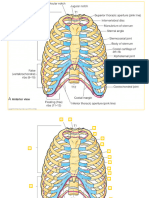 Anatomy Reference Pics