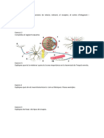 Activitats Complementaries Del Sistema Nervios