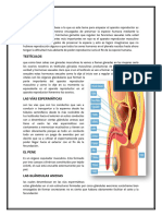 Aparato Reproducto Masculino