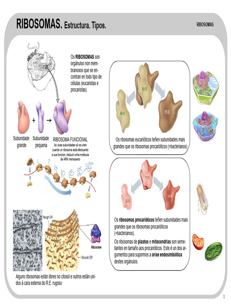 16 Ribosomas - Com Texto | PDF