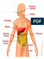 Aparato Digestivo