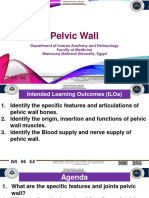 Pelvic Wall