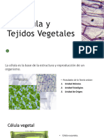 Tejidos Vegetales_HILARIO ESPINOSA