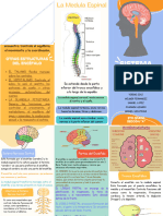 Triptico Sistema Nervioso