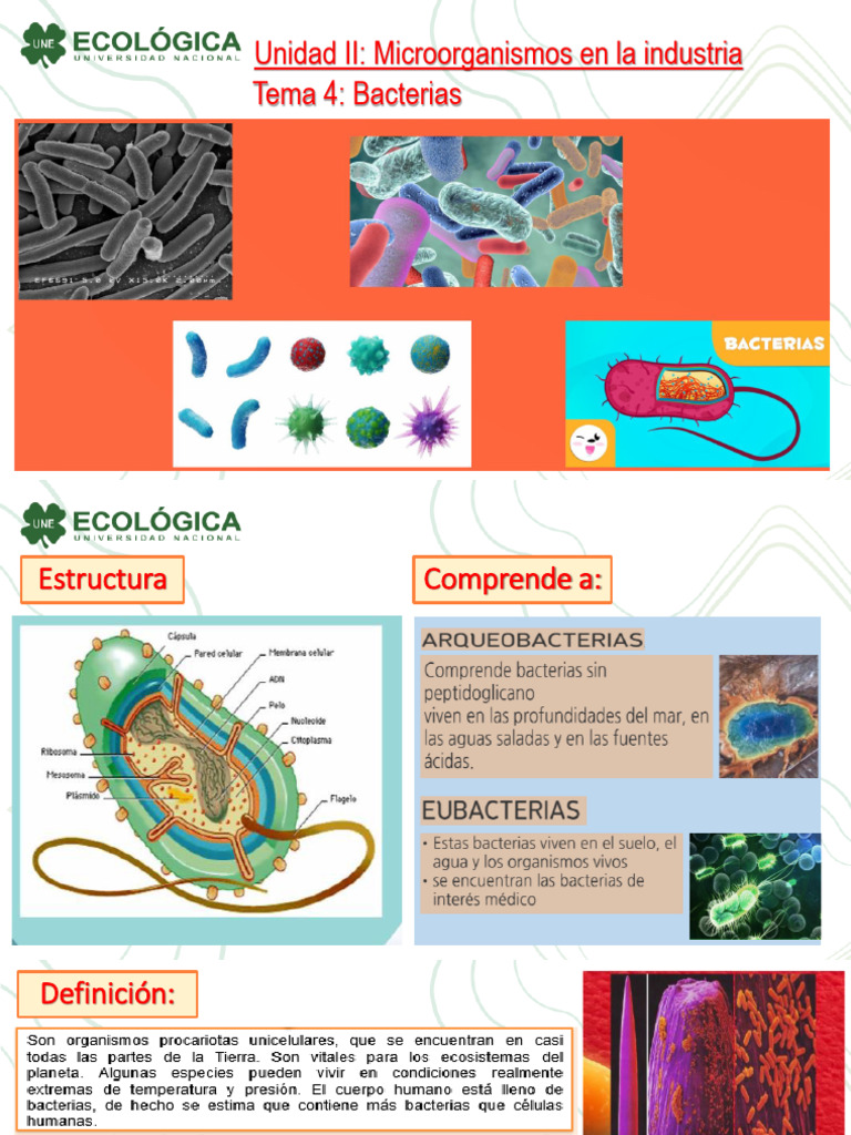 Estructura y Crecimiento de Bacterias | PDF | Las bacterias ...
