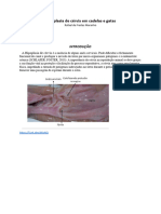 Hipoplasia de Cérvix em Cadelas e Gatas