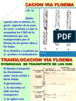 Translocacion Floema Internet