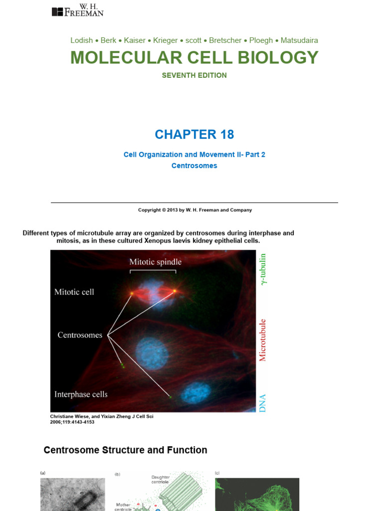 Centrosome Duplication | PDF | Mitosis | Microtubule