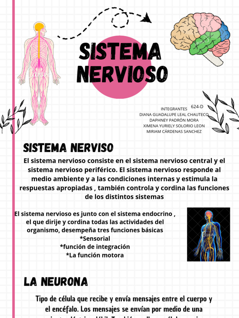 Estructura y Funciones del Sistema Nervioso | PDF | Sistema nervioso ...
