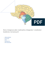 Kora Mozgowa Jako Nadrzedny Integrator I Analizator Bodzcow Nerwowych