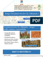 Sorgo