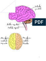 Dibujos Neurologã - A