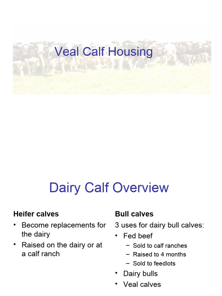Welfare of Veal Calves and Cattle Tail Docking PDF Veal Dairy Cattle