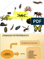 PowerPoint Invertebrados