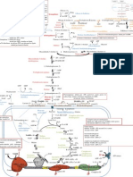 Docente Miyamoto QBQ0105 Enfermagem Mapa Metabolismo de Carboidratos e Cadeia Respiratoria