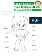 Partes Del Cuerpo Humano para Segundo de Primaria