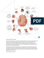 Nervios Craneales