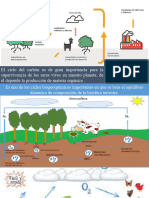 Ciclo Del Carbono - Biodiversidad