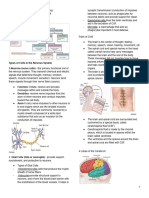 MS - Nervous System Notes Precy Finals