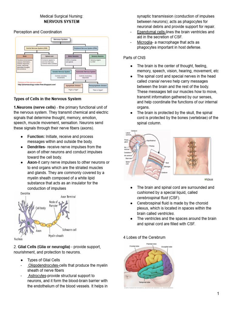 Nervous System Overview in Nursing | PDF | Neuron | Axon