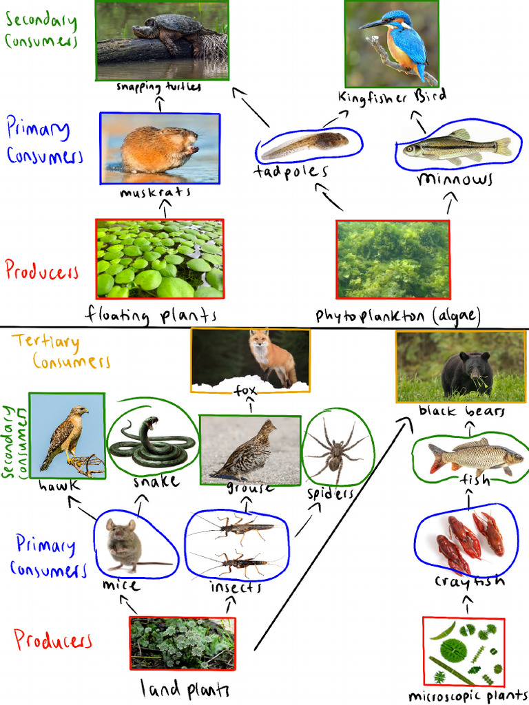 Food_Chain Biology Diagrams