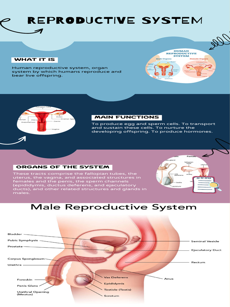 Overview of Human Reproductive System | PDF