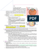 Anatomía Ocular 2