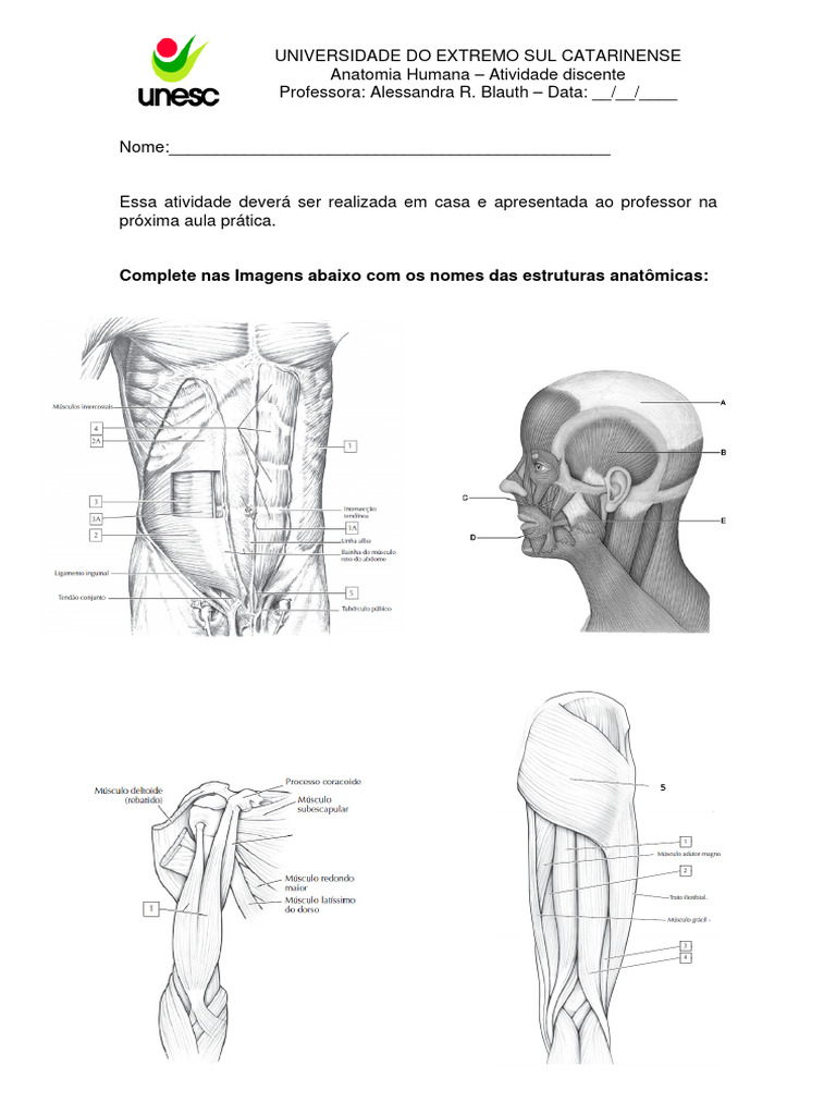 atividade-sistema-muscular-pdf