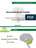 Cerebelo